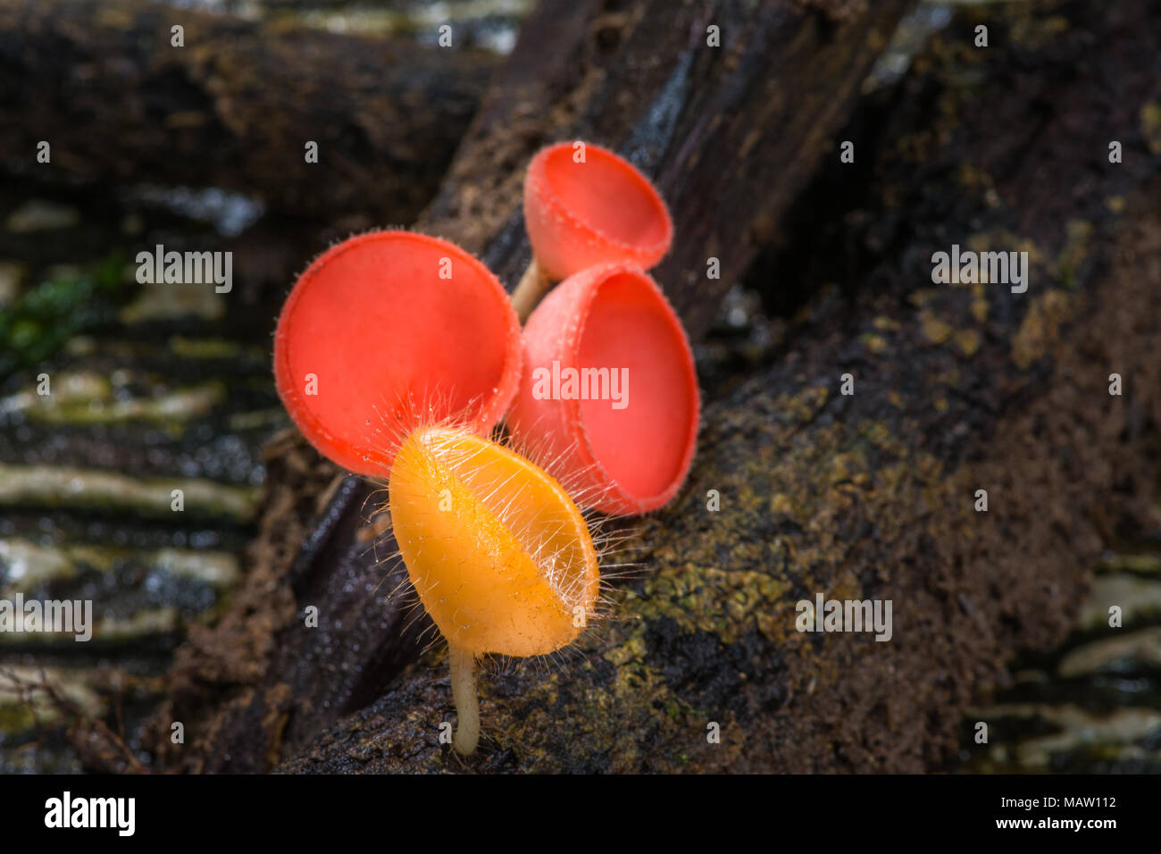 Beautiful red champagne mushrooms and orange hairy mushroom growing on decayed tree in rain forest during rainy season in national park of Thailand Stock Photo
