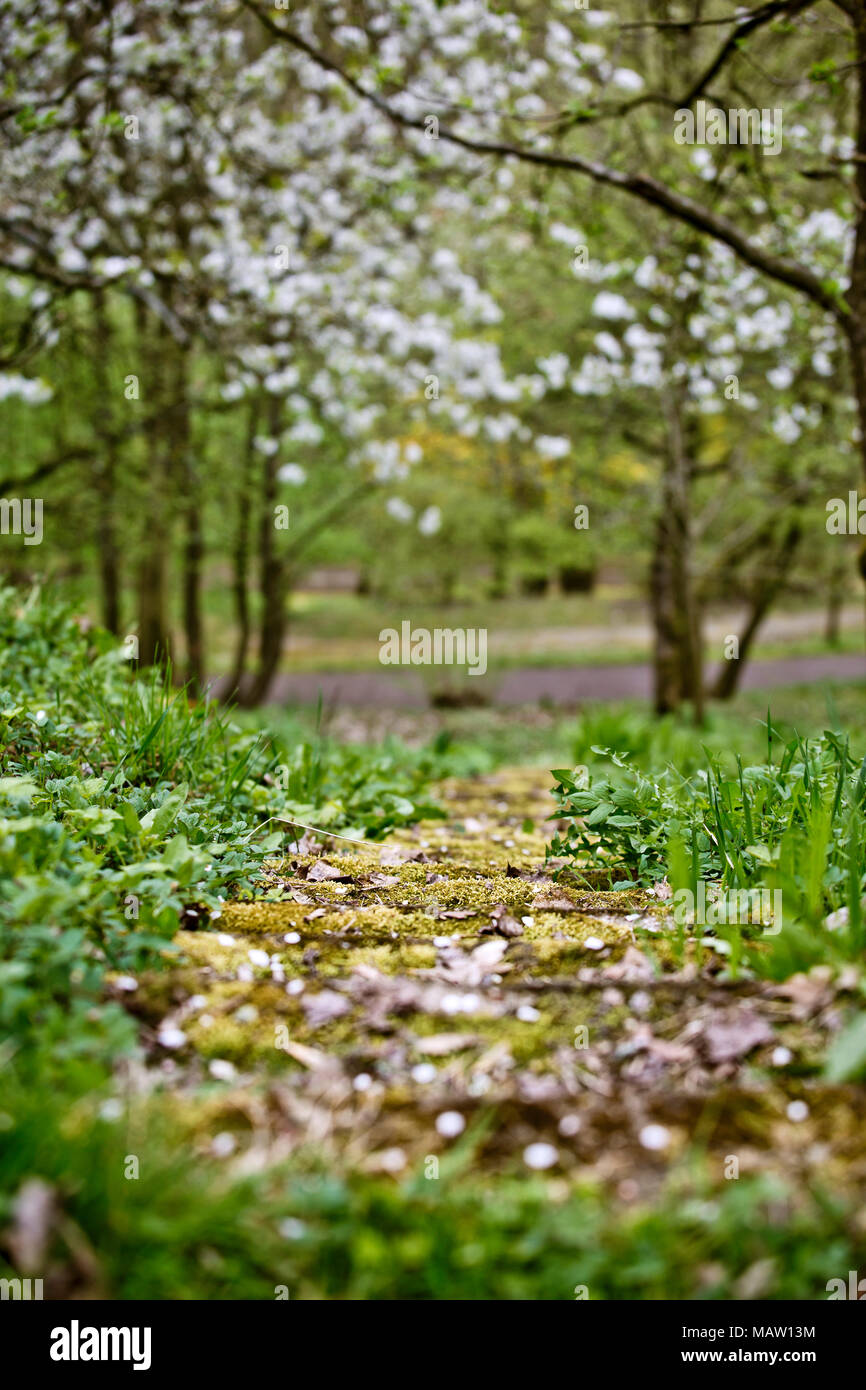 Foot Path Tree Foot Path in the Park in Spring going along flowering trees Stock Photo ...
