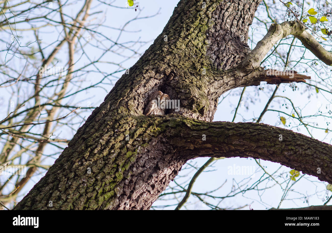 owl glancing sleepily out of its tree hollow during a sunny autumn day Stock Photo