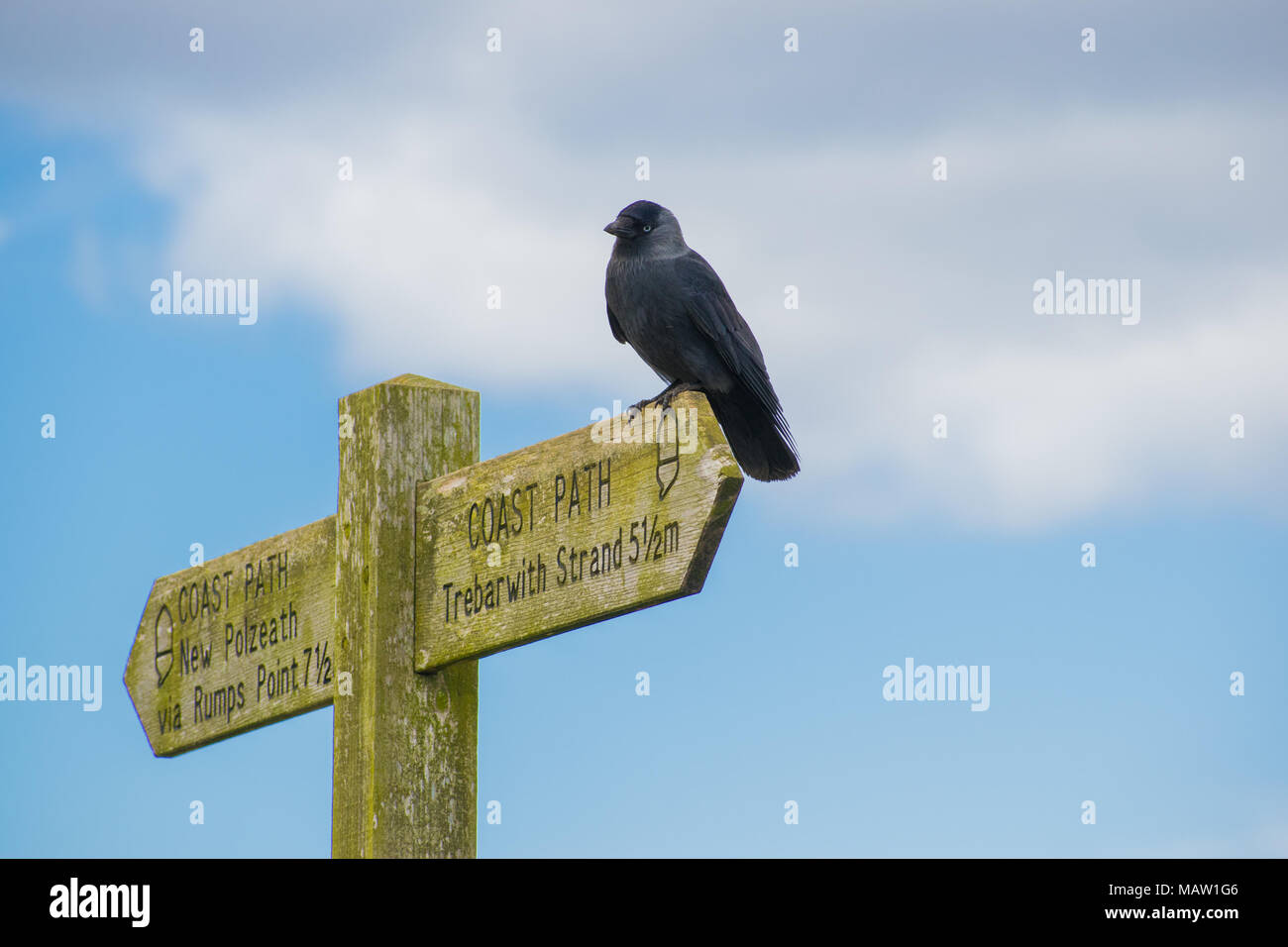 Jackdaw sitting on a Coastal Path sign in Cornwall UK. Stock Photo