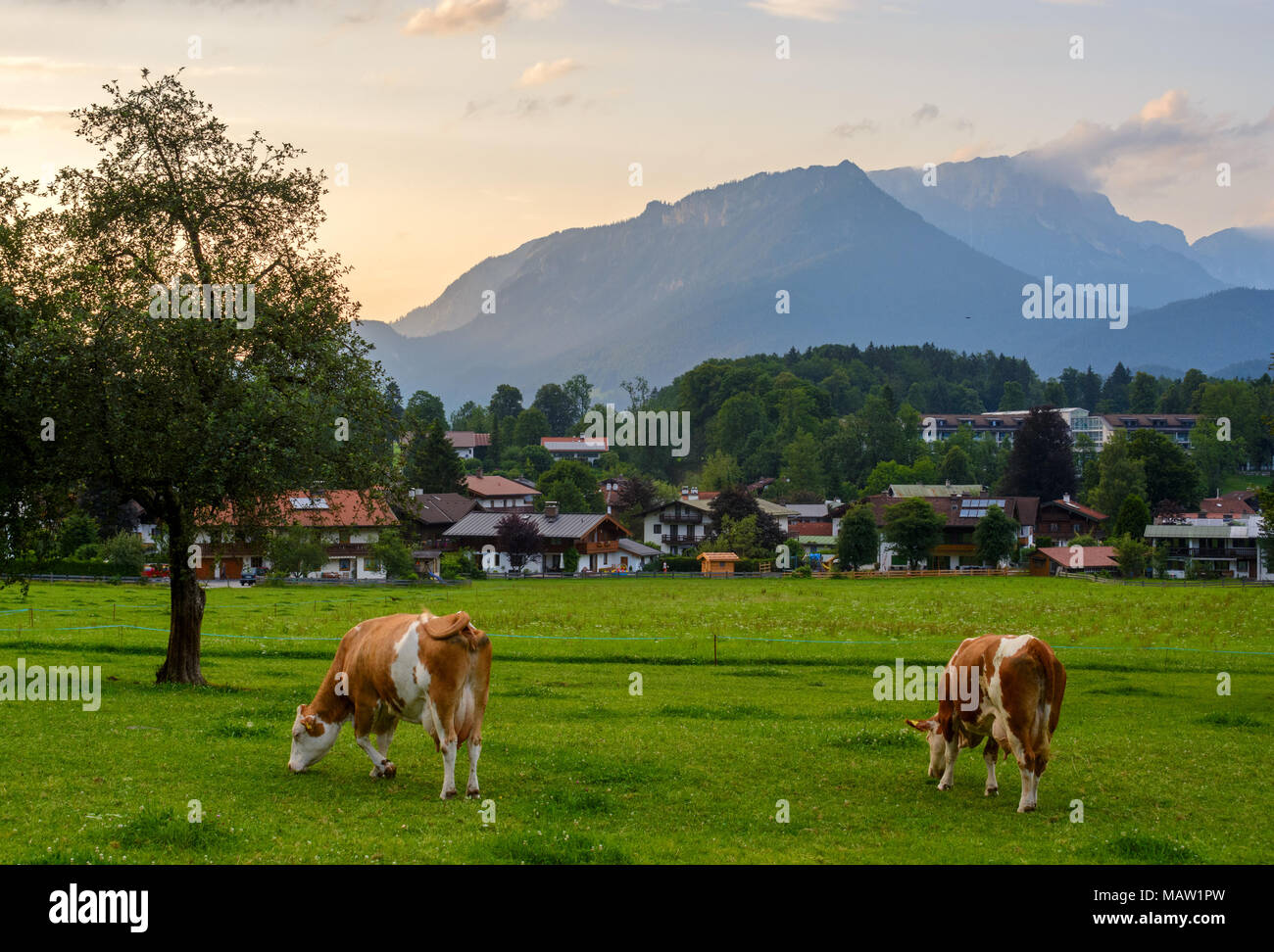 Alps landscape cows on field hi-res stock photography and images - Alamy