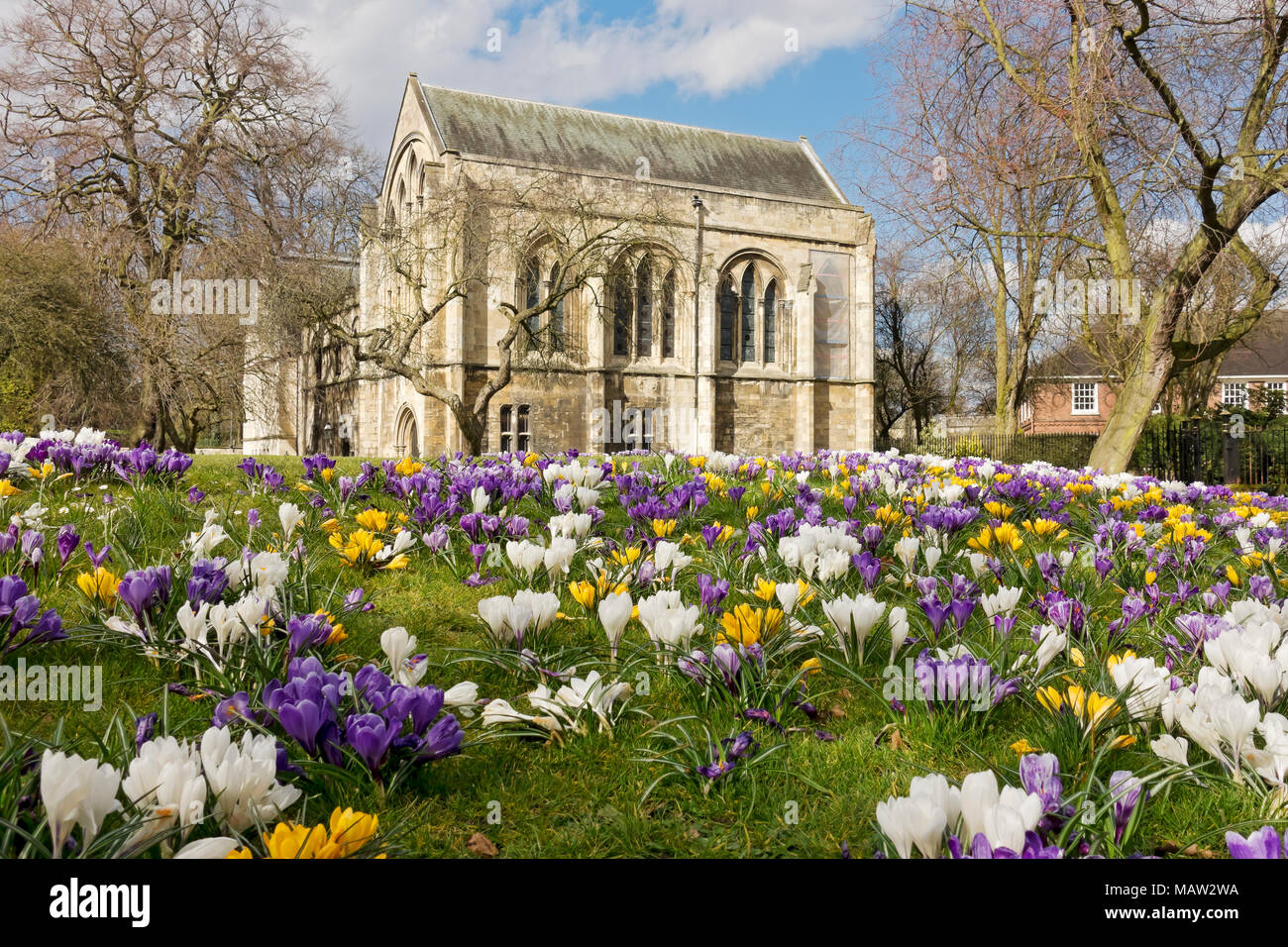 Minster Library and crocuses flowers in Deans Park in spring York North Yorkshire England UK United Kingdom GB Great Britain Stock Photo