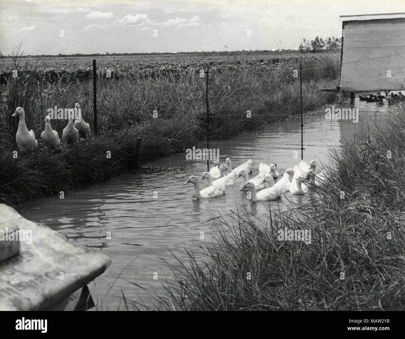 Ducks in the canal, Zambia, South Rhodesia Stock Photo