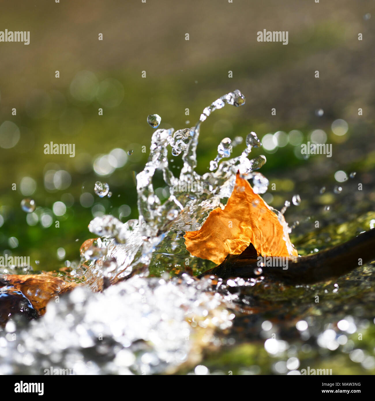 leaf caught in flowing cool spring water on a bright summers day ...