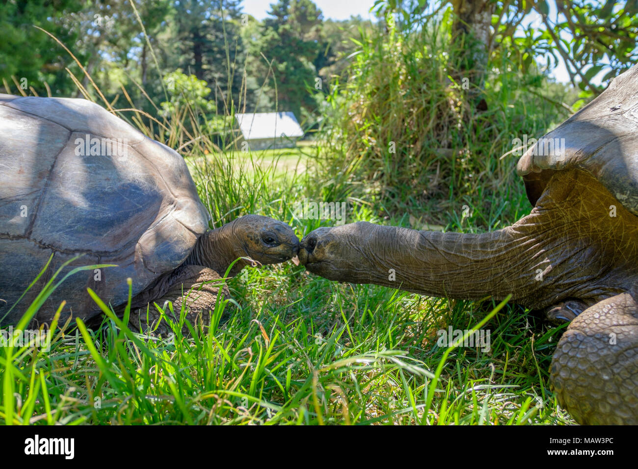 Jonathan, the oldest known land animal in the world (right), in the grounds of Plantation House, official residence of the Governor of Saint Helena Stock Photo - Alamy Jonathan, the oldest known land animal in the world (right), in the grounds of Plantation House, official residence of the Governor of Saint Helena Stock Photo - Alamy