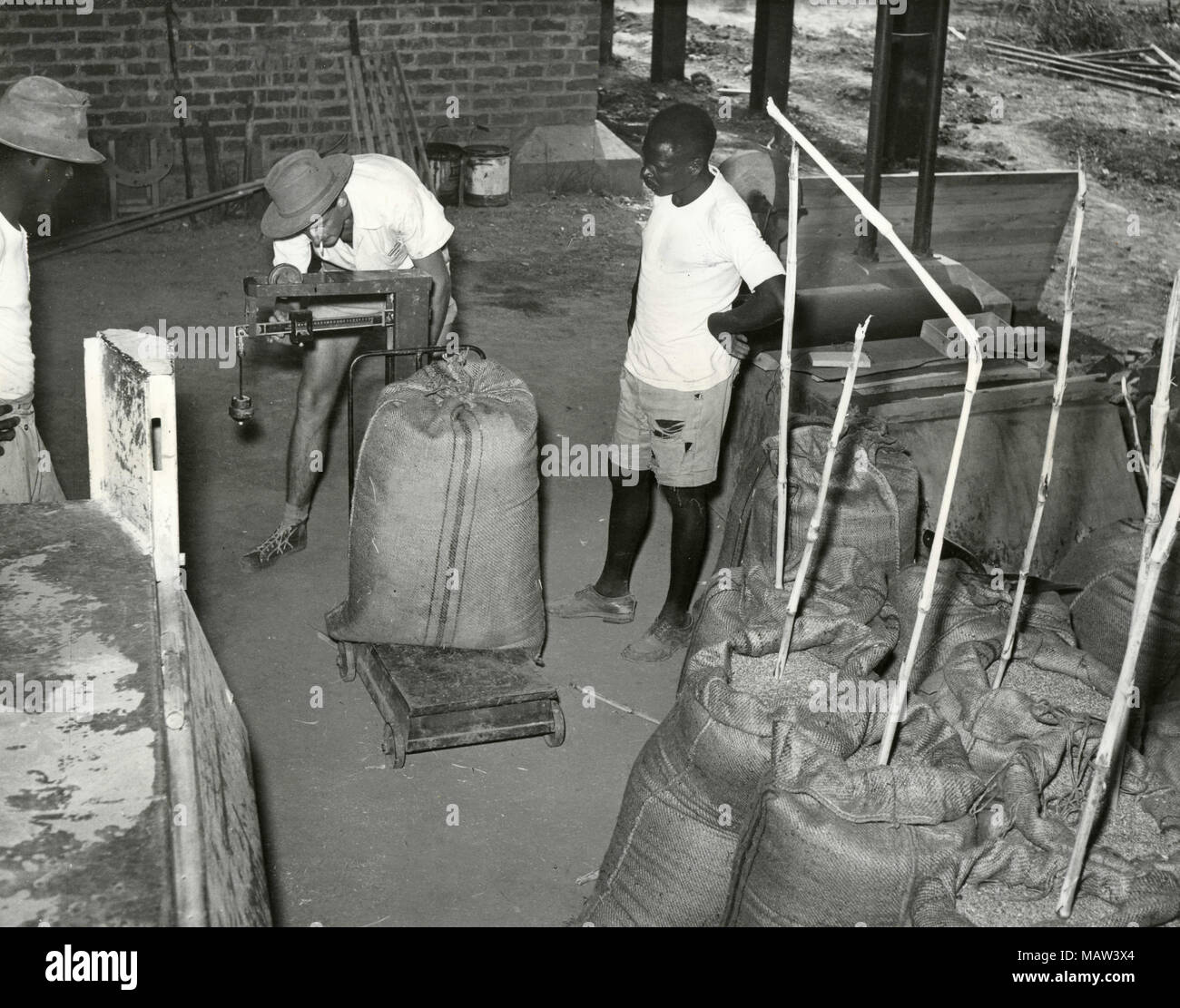 Weighing bags of wheat, Rhodesian Selection Trust, Kafue Pilot Polder, Zambia, South Rhodesia 1957 Stock Photo
