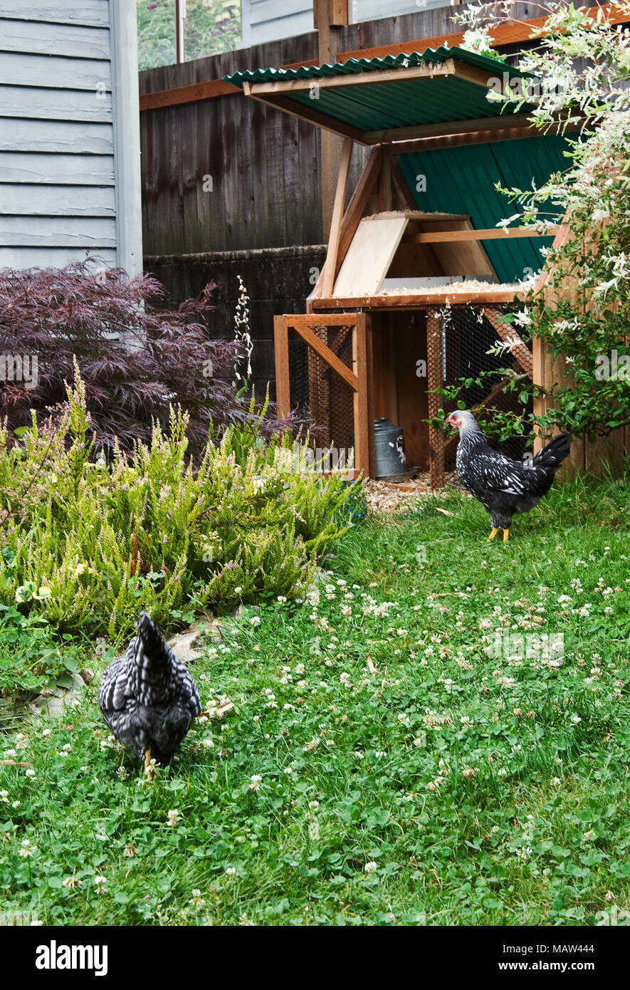 A backyard chicken coop in Portland, Oregon Stock Photo