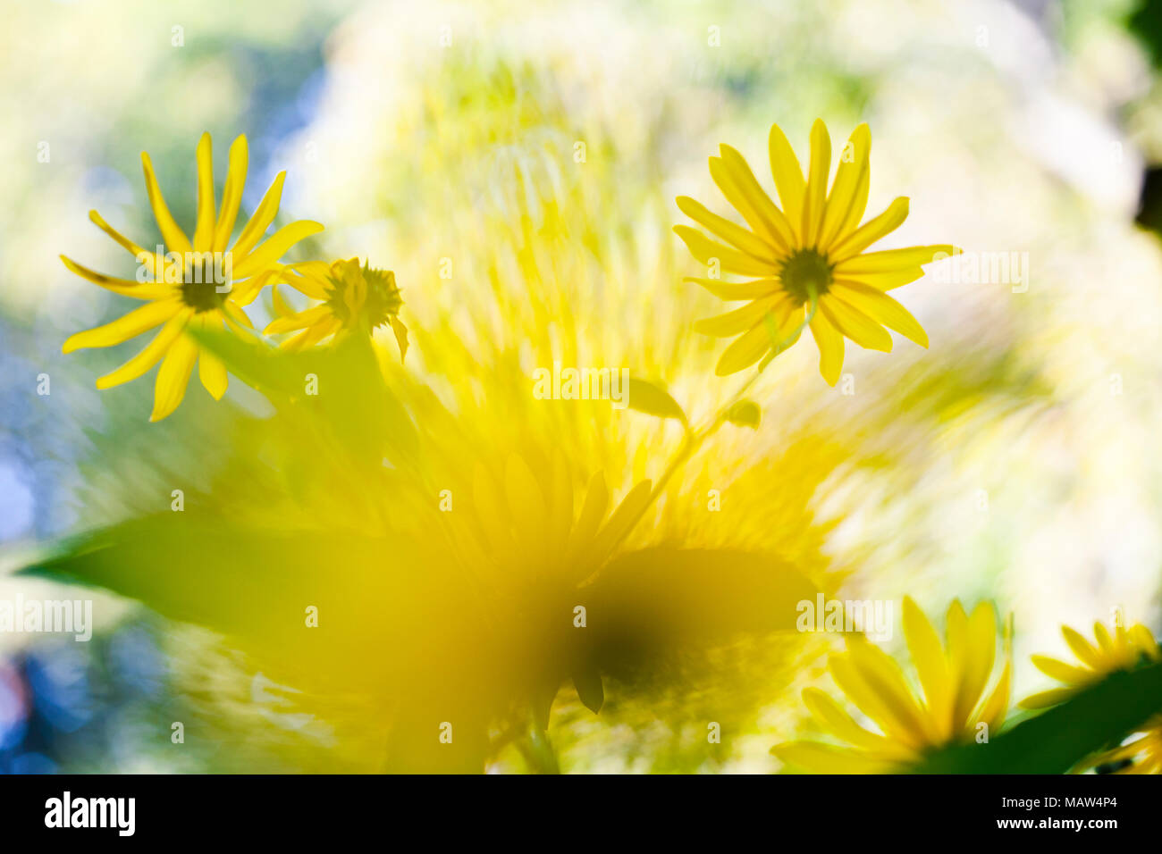 Abstract flower background, defocussed in-camera to give a painterly effect. Stock Photo