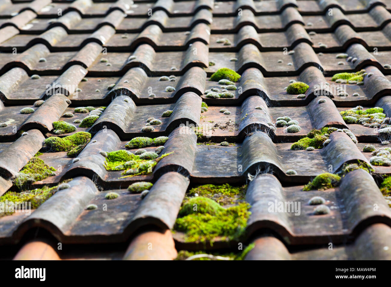 Moss covered roof tiles hires stock photography and images Alamy