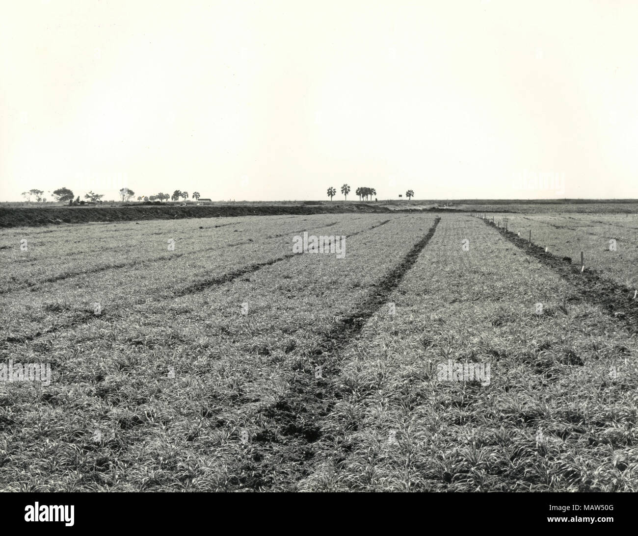 Wheat field, Rhodesian Selection Trust, Kafue Pilot Polder, Zambia, South Rhodesia 1957 Stock Photo