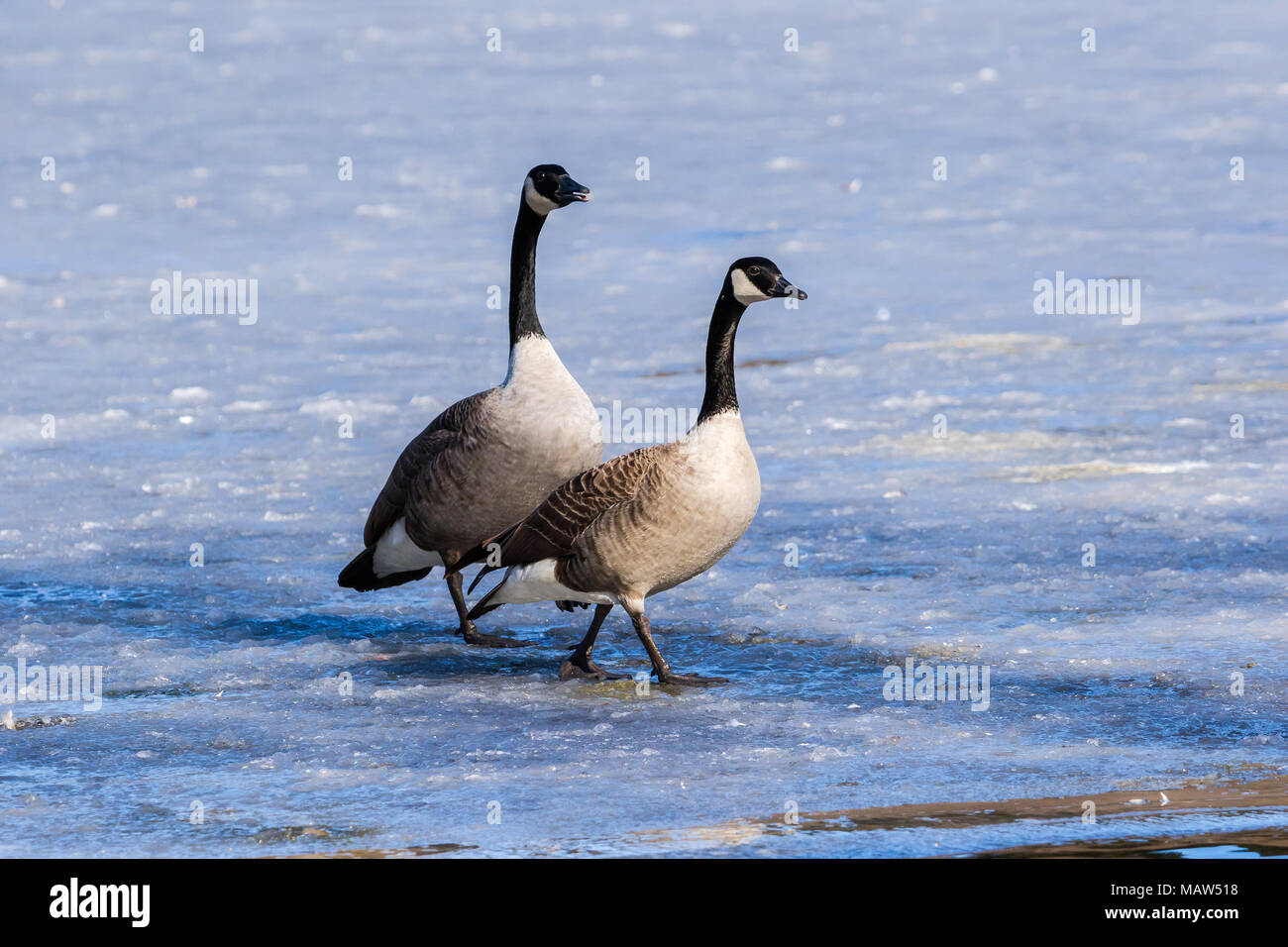 Two Canada geese walking on a frozen lake in western Norway Stock Photo -  Alamy