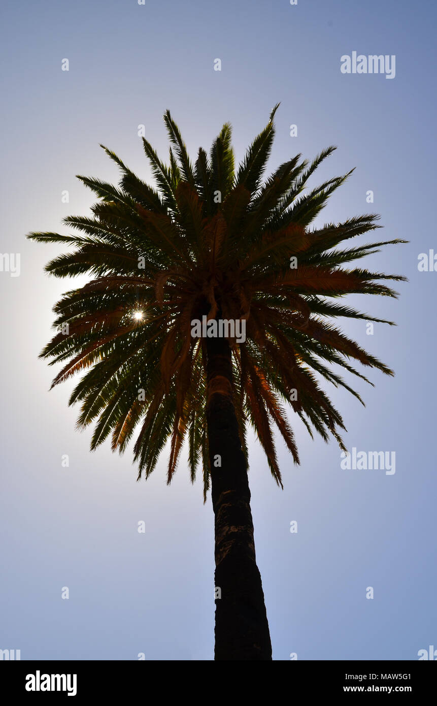 Palm sun blue sky silhouette coconut tree plant flora green tropical leaf exotic warm natural paradise botanic garden vacation Stock Photo