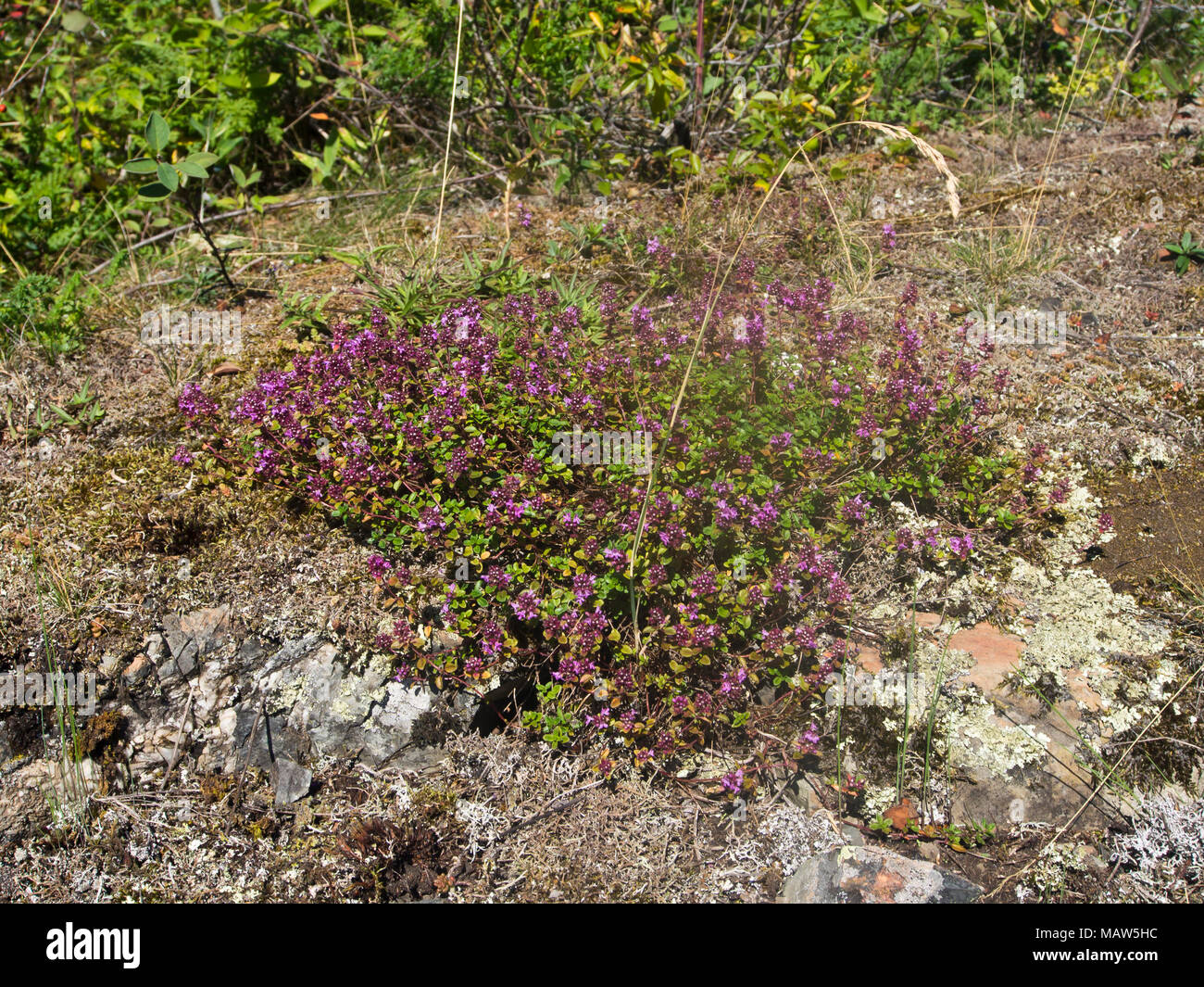 Wild thyme,Thymus vulgaris, colorful purple flowers, blossoming in the nature reserve at Gressholmen in the Oslo jord Norway Stock Photo