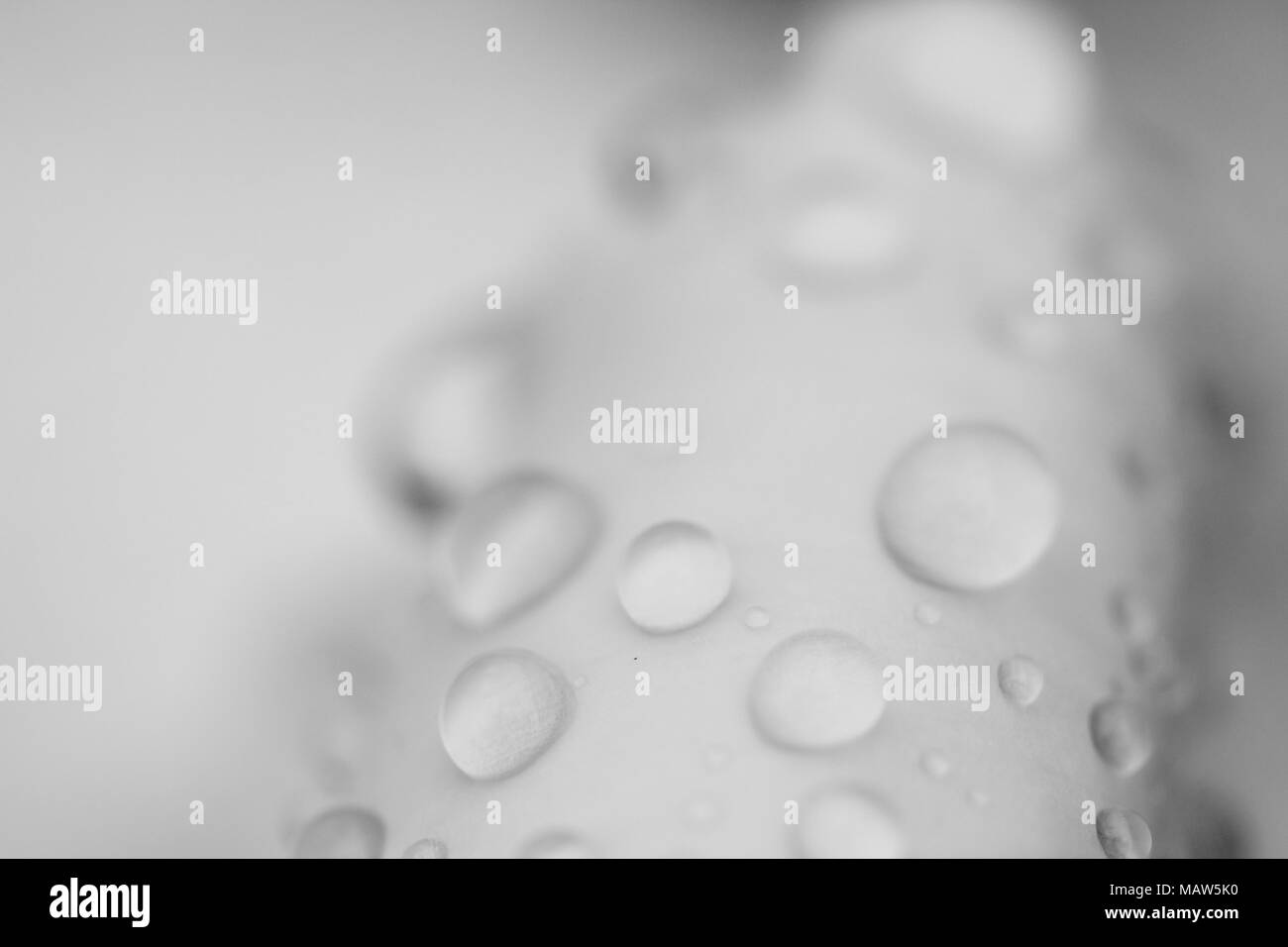 Water drop on garden plant Stock Photo