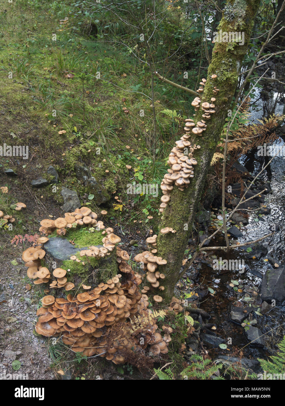 Honey fungus or Armillaria on a dead tree trunk in the Lillomarka forest in Oslo Norway, edible but can cause allergic reactions in some people Stock Photo
