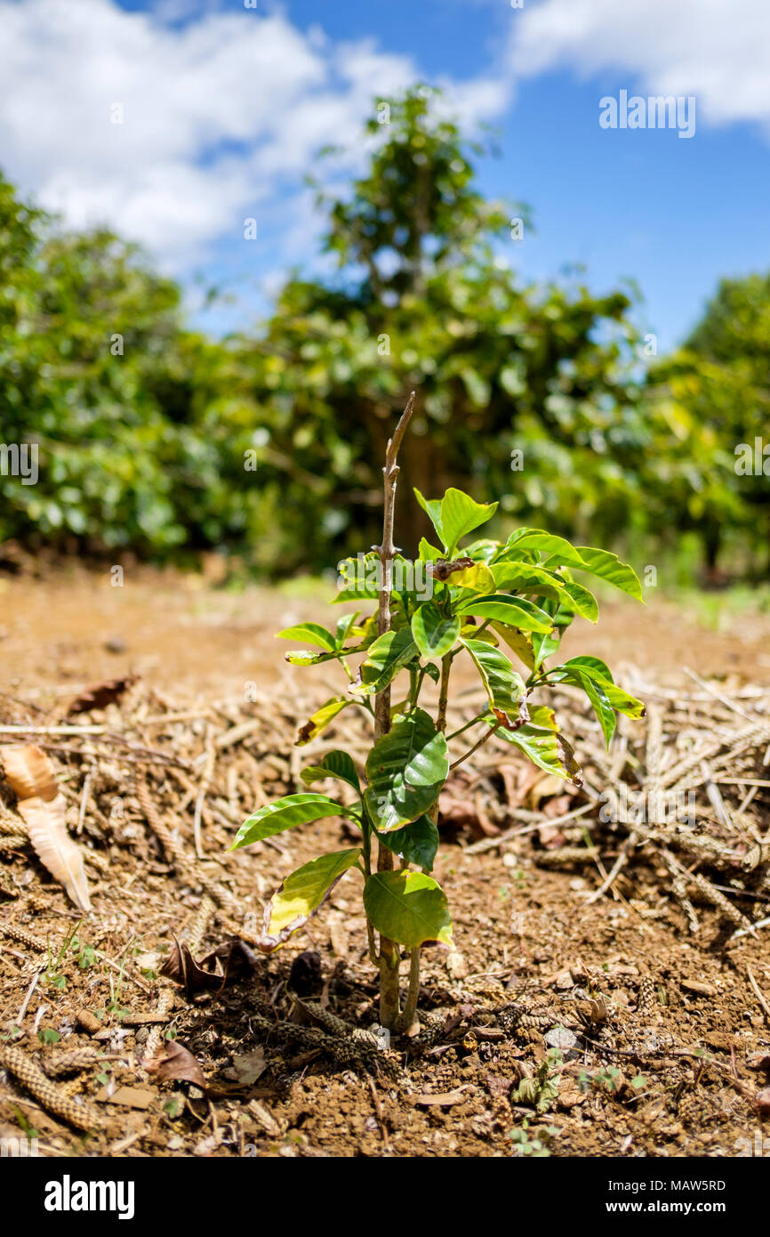 Young coffee plant, Rosemary Gate Estate coffee plantation, St. Helena