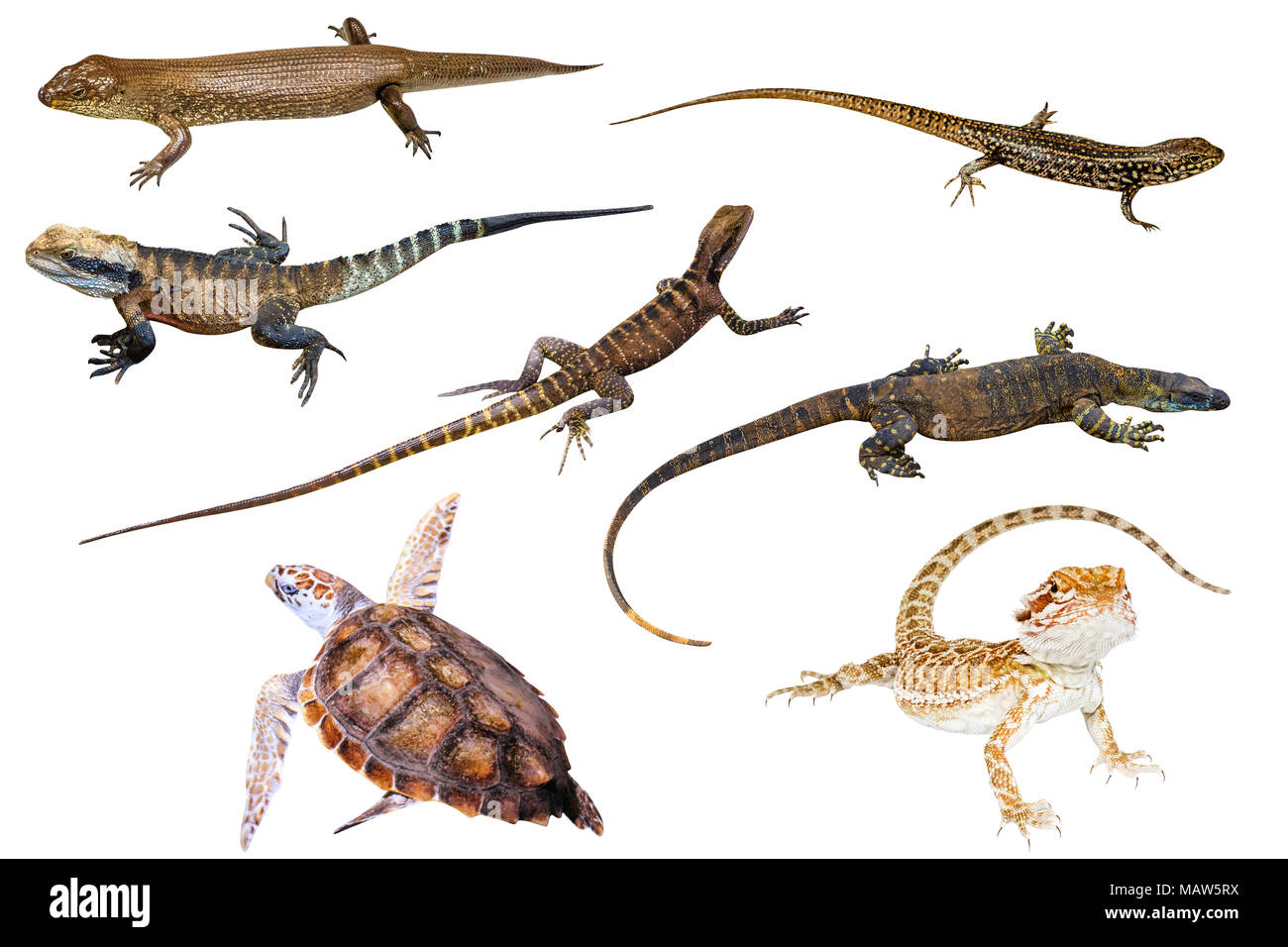 Collage of Australian reptiles, isolated on white background. King's skink, Eastern Water Skink, Water Dragon male and female, Komodo dragon, Green Sea Turtle and Pogona Vitticeps on white background. Stock Photo
