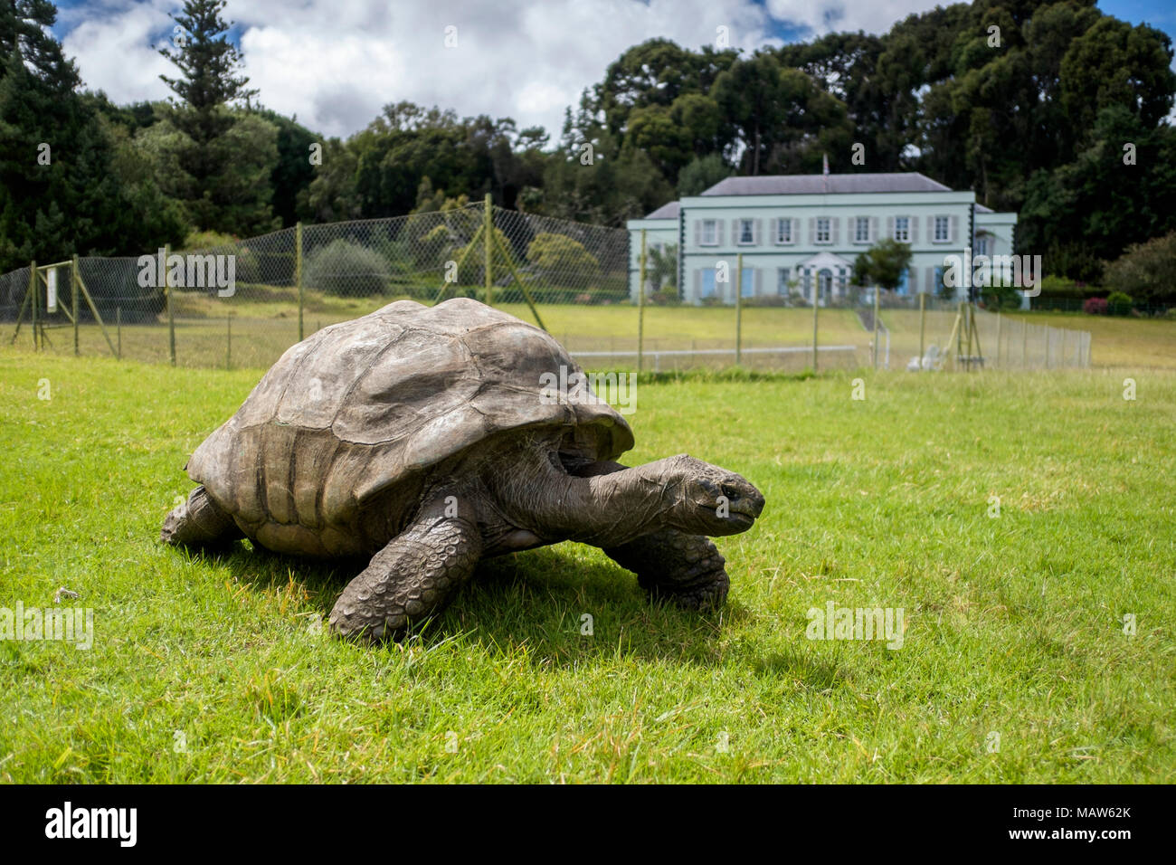 Jonathan, a giant Seychelles tortoise, the world's oldest known living terrestrial animal at around 190 years old. Plantation House, Saint Helena. Stock Photo