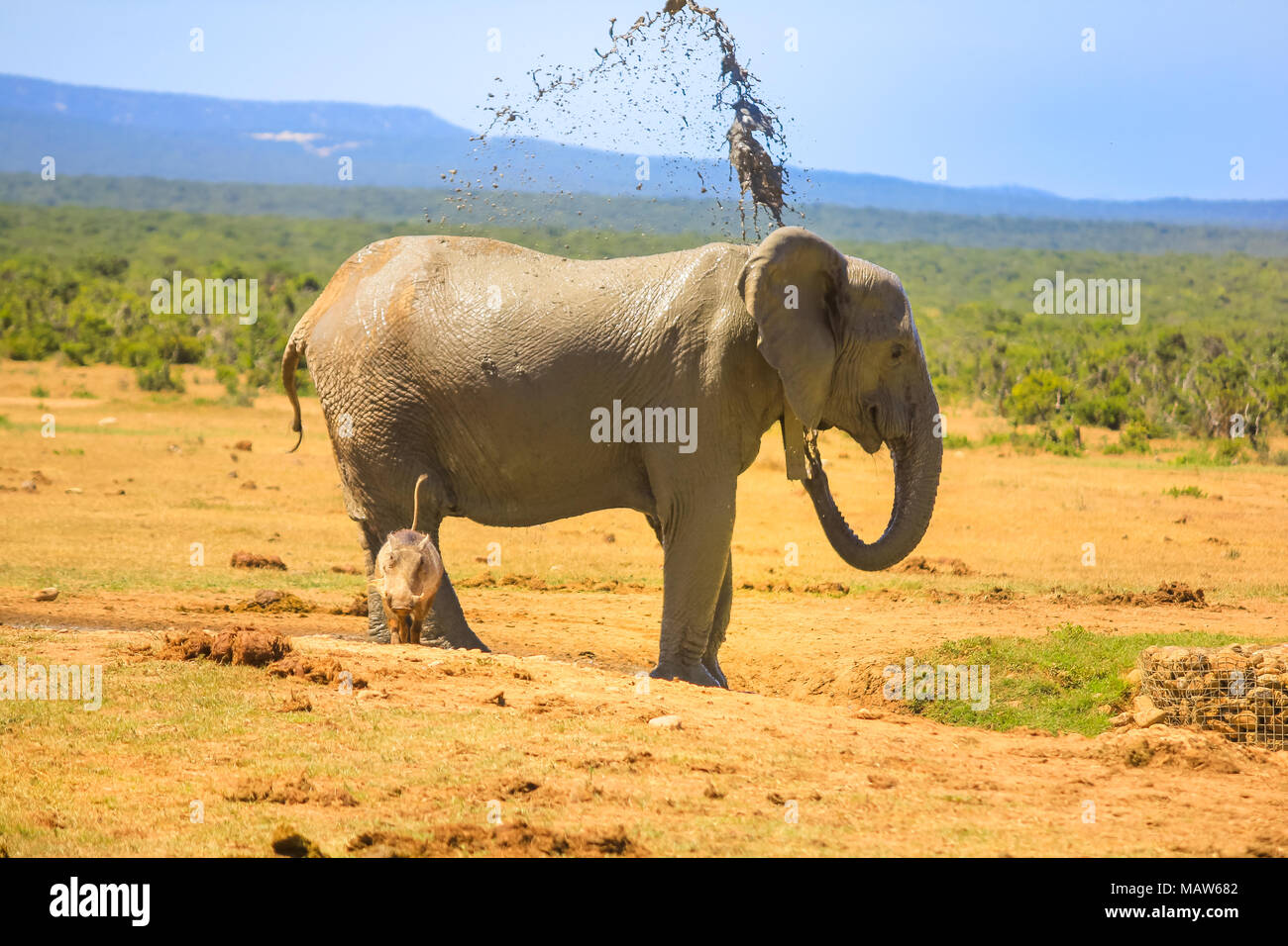 Side view of African elephant cooling down by spraying mud on himself at Addo Elephant National Park in summer season. Addo NP in Eastern Cape, South Africa. A warthog in front of the hind leg. Stock Photo