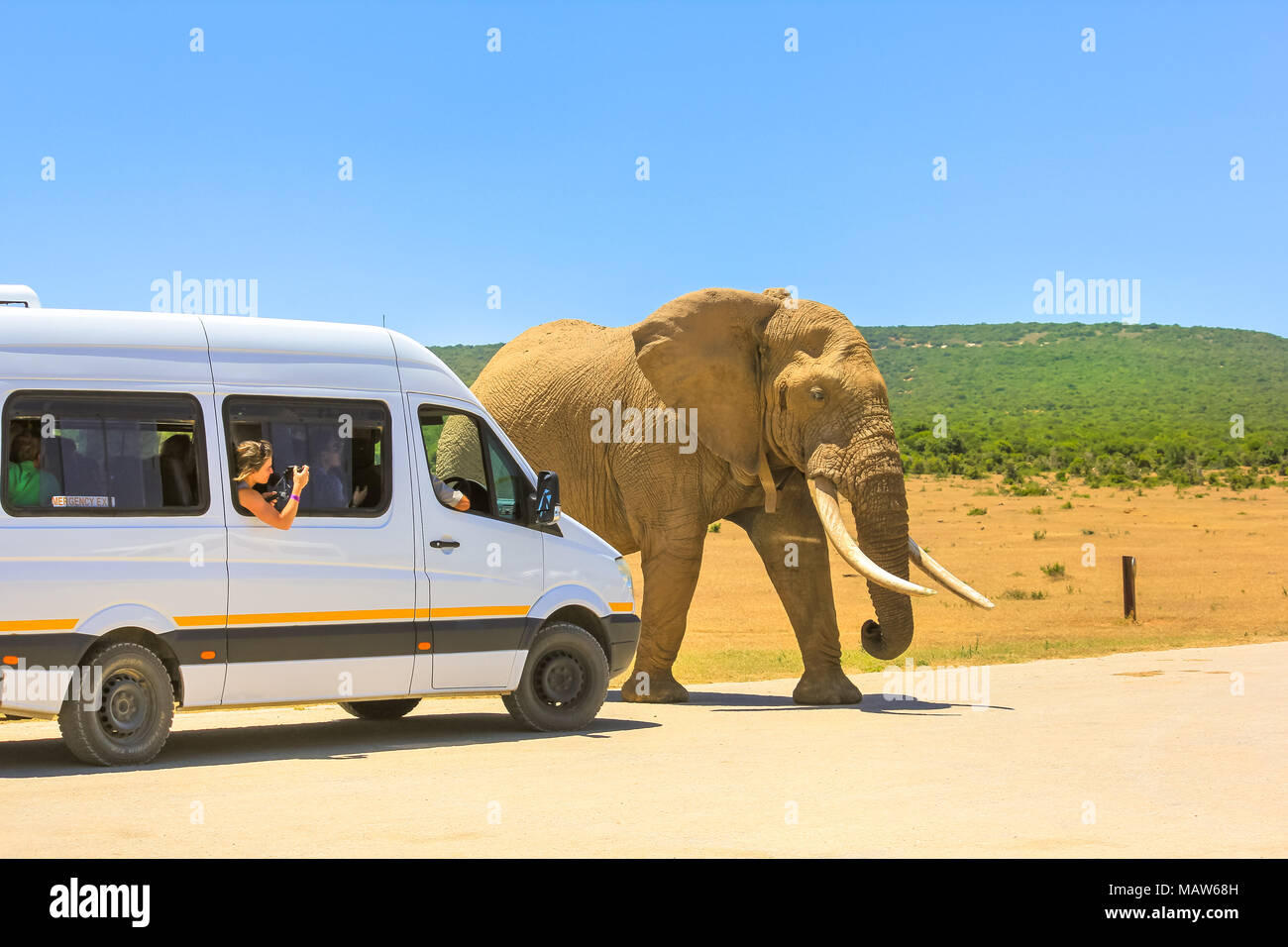 Addo, South Africa - January 3,2014: Tourist woman photograph an African Elephant from a tour bus in Addo Elephant Park in South Africa. Elephant walks in front of a pickup truck on a safari in Africa Stock Photo
