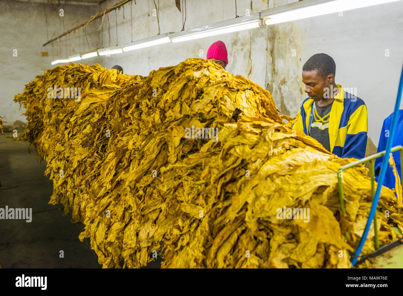 tobacco grader Tobacco grading hi-res stock photography and images