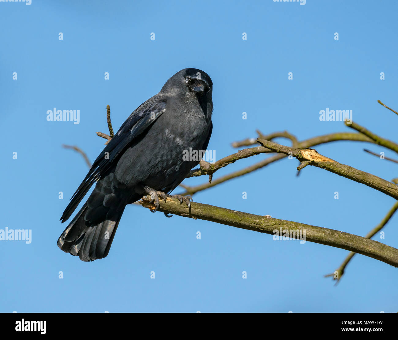 Jackdaw in a tree Stock Photo