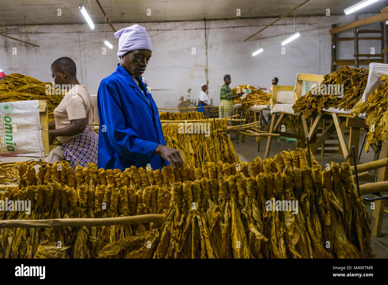 Farm workers grade tobacco in Zimbabwe. Stock Photo