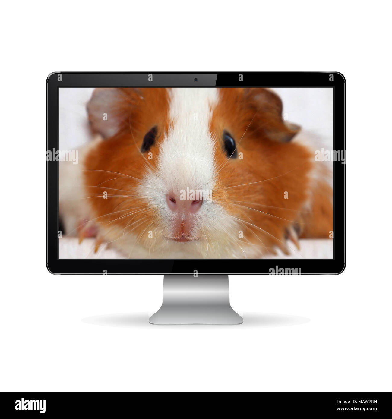Computer display with guinea pig on screen Stock Photo