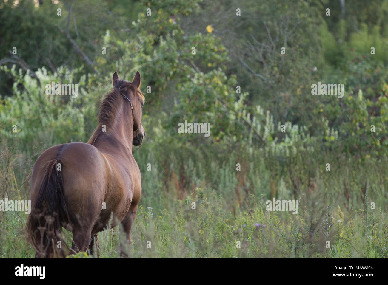 Bay horse looking into distance Stock Photo - Alamy