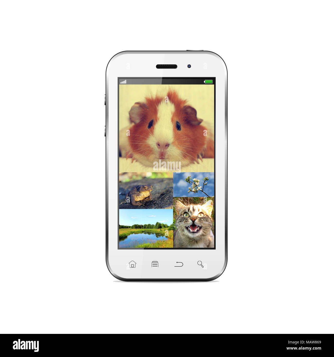 Smart-phone with animals and landscape photos on screen Stock Photo