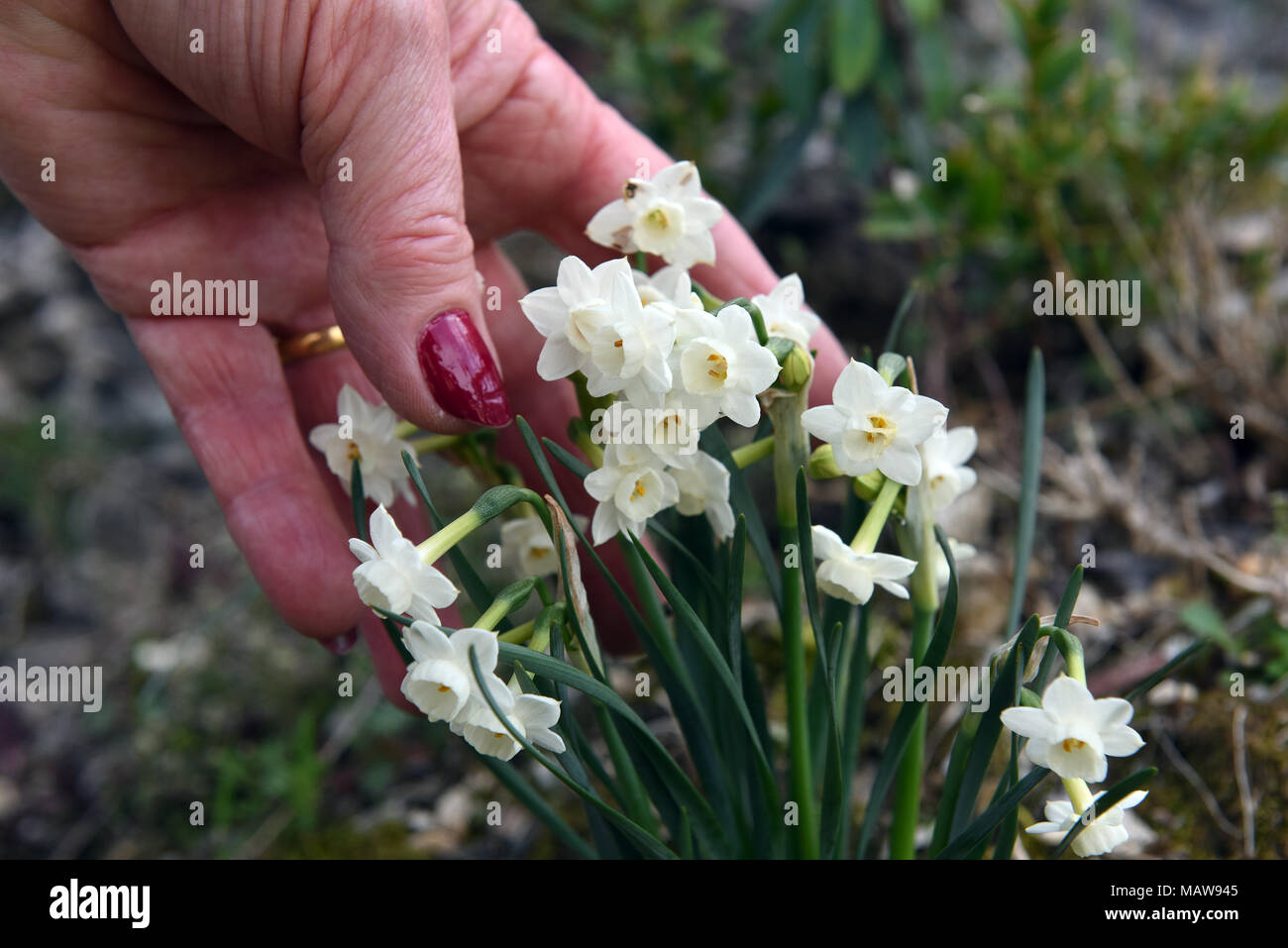 Wild miniature or dwarf daffodils Stock Photo