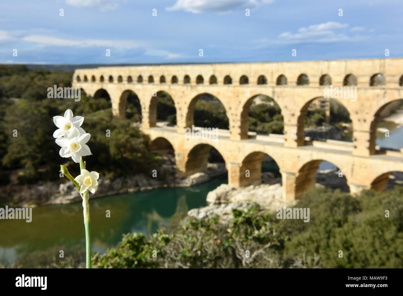 Wild miniature or dwarf daffodils growing near the Pont du Gard  Roman Aqueduct near Nimes in France. Stock Photo