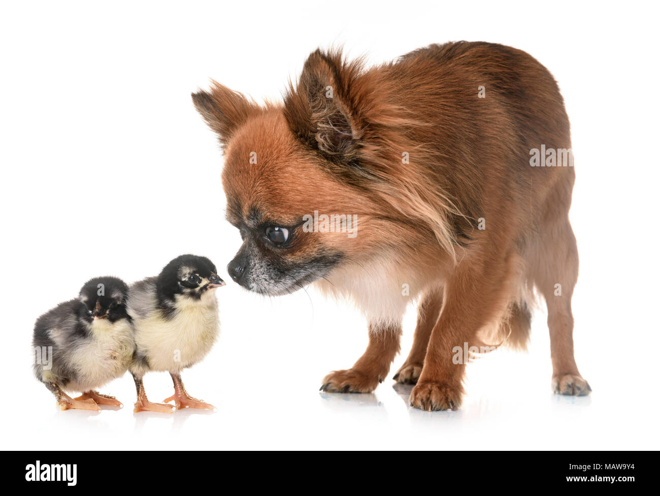 chihuahua and chicks in front of white background Stock Photo