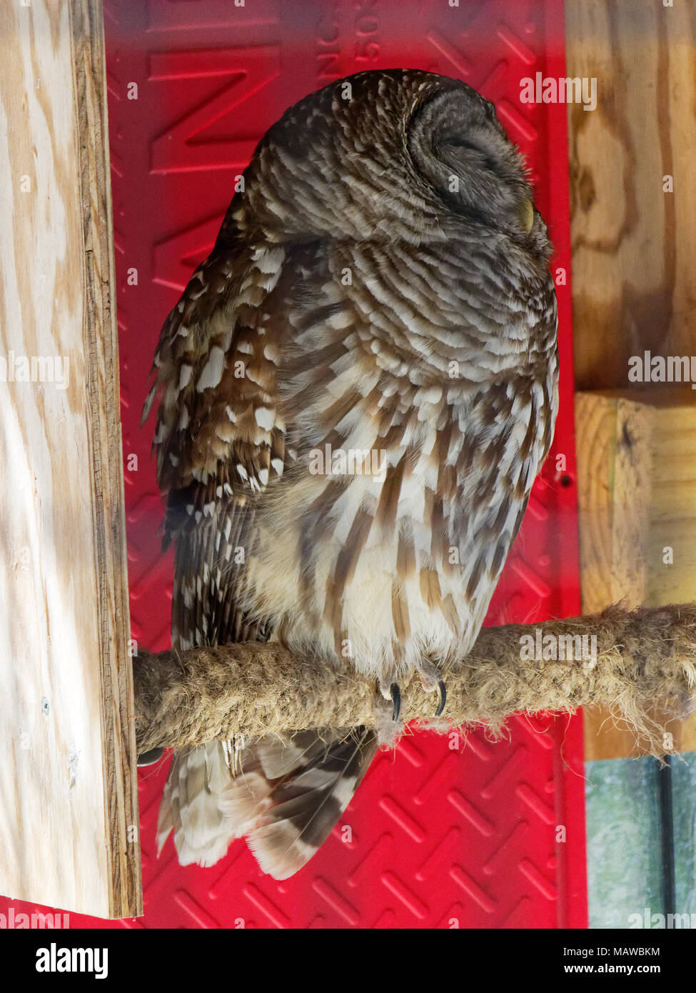 Sleeping brown bird hires stock photography and images Alamy