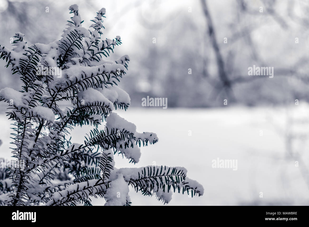 A snow-capped fern sits patiently in Sidcup, England Stock Photo