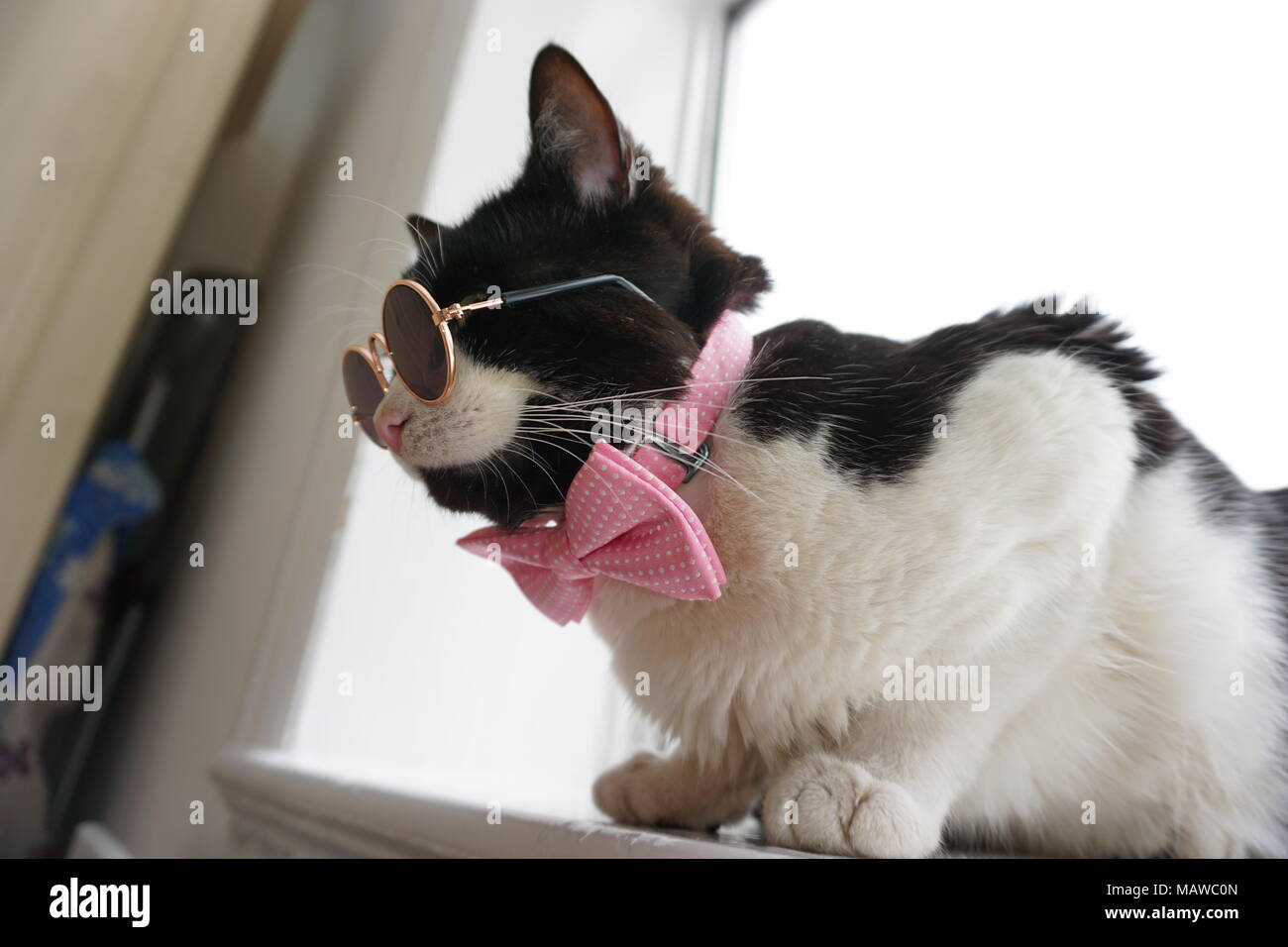 Black & White Cat with glasses and bow tie Stock Photo