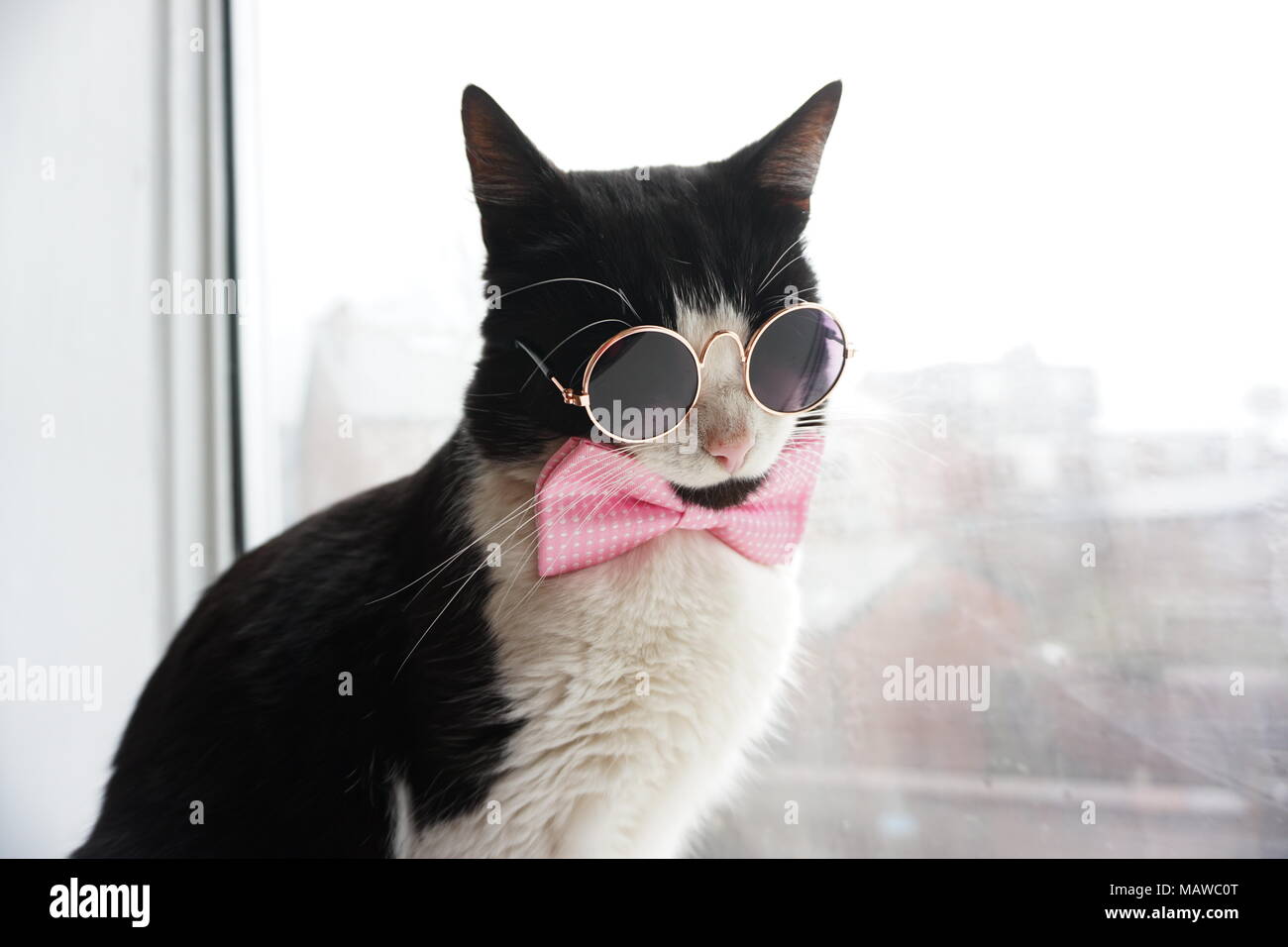 Black cat with glasses cheap