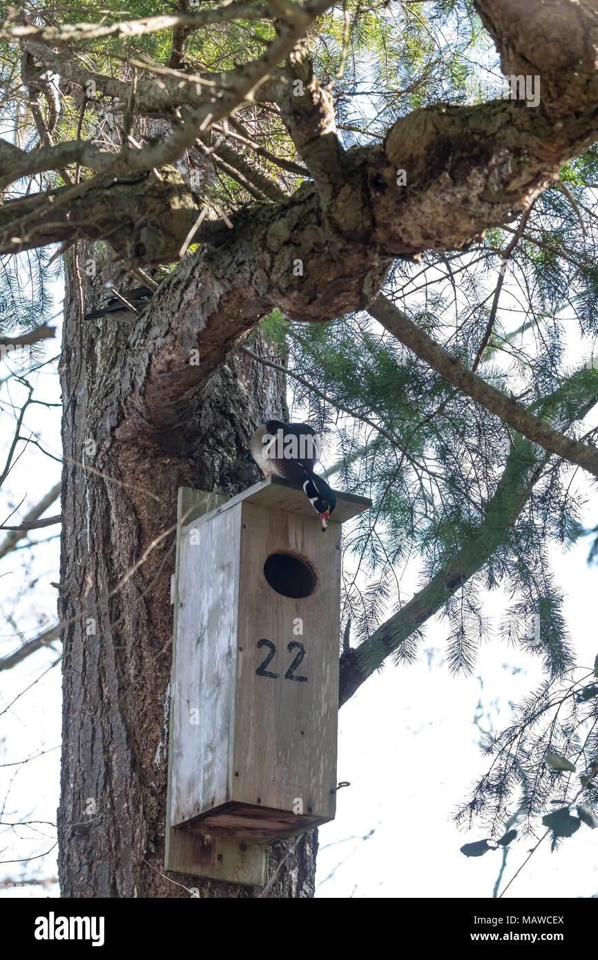 Wood duck nest hires stock photography and images Alamy