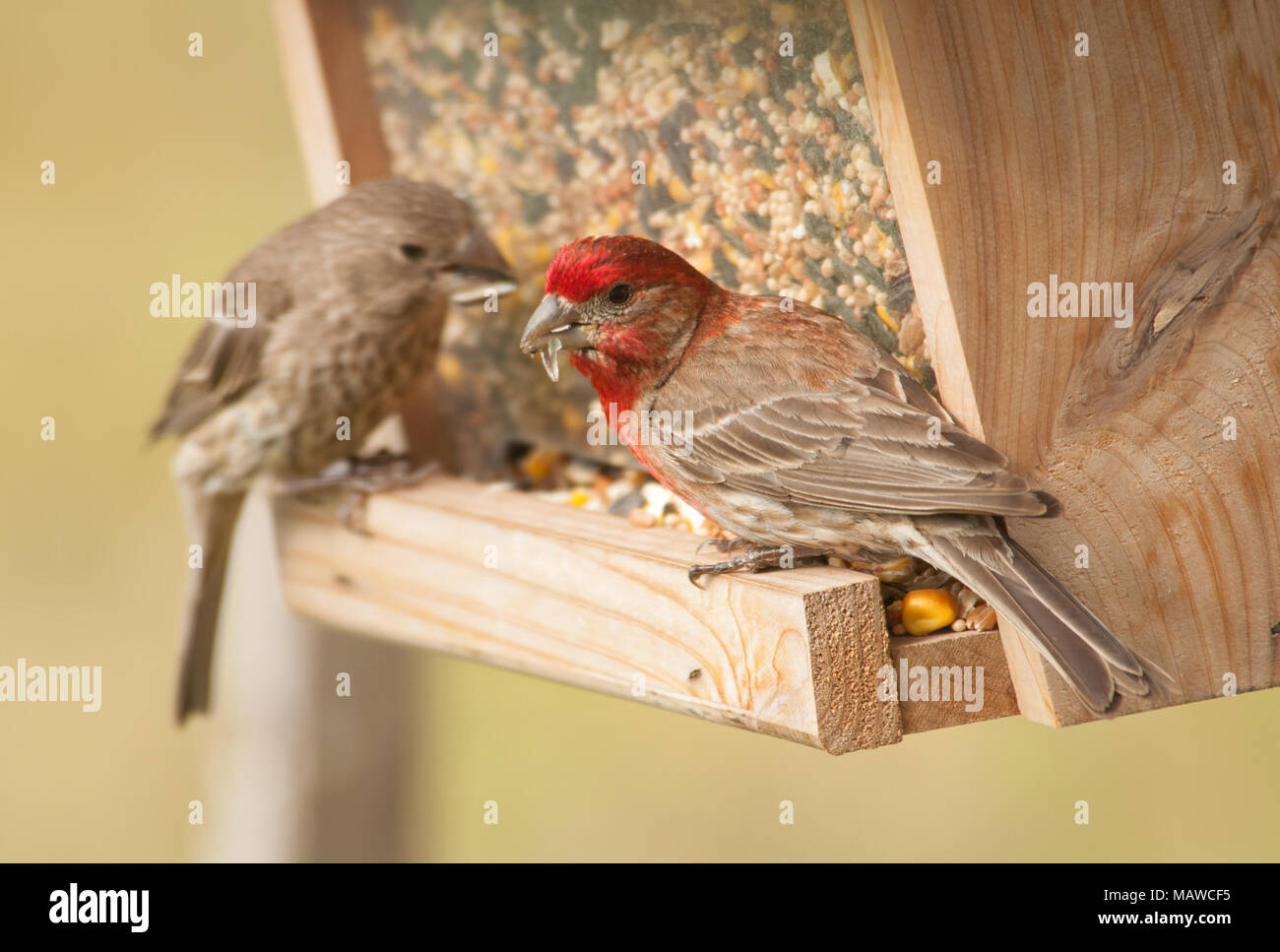 House Finch couple eating at a bird feeder, with male on front Stock Photo
