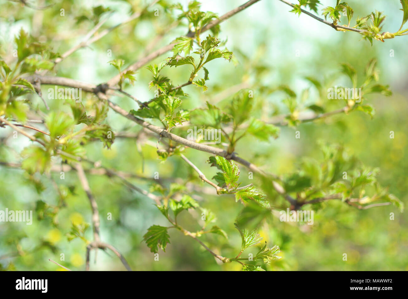 Branches with buds of chinese snowball tree in the garden. Close-up, bokeh. Stock Photo