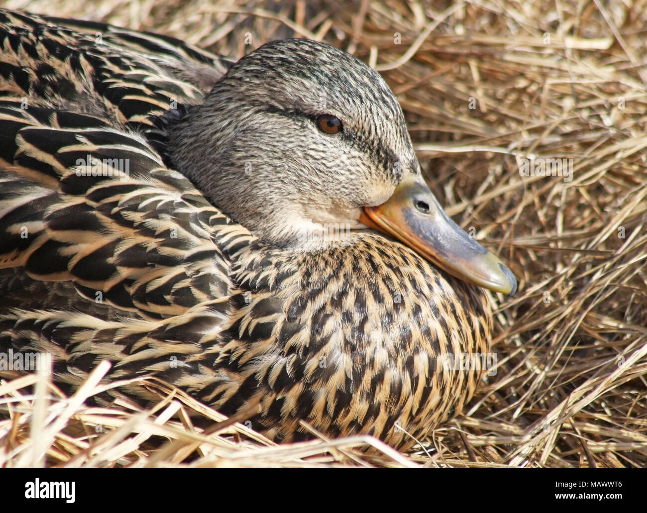 Nesting Mallard duck female laying in a nest of dried grasses Stock Photo