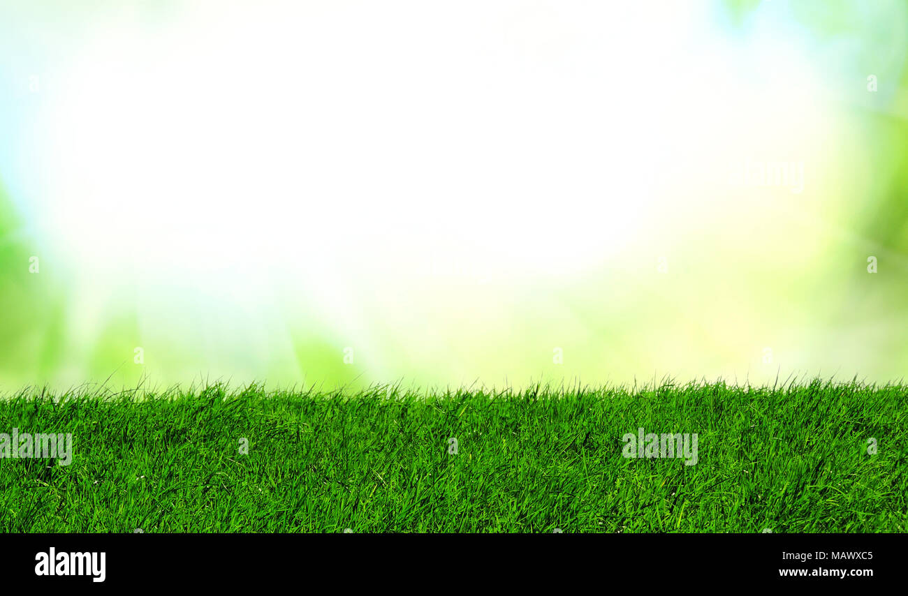 Fresh green meadow or grass background with copy space and sunlight. Smooth sun and green grass backdrop. Stock Photo