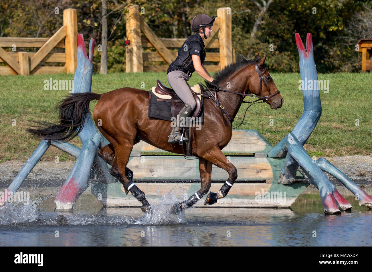 A horse and rider gallop through the water complex at Loch Moy Farm. Stock Photo