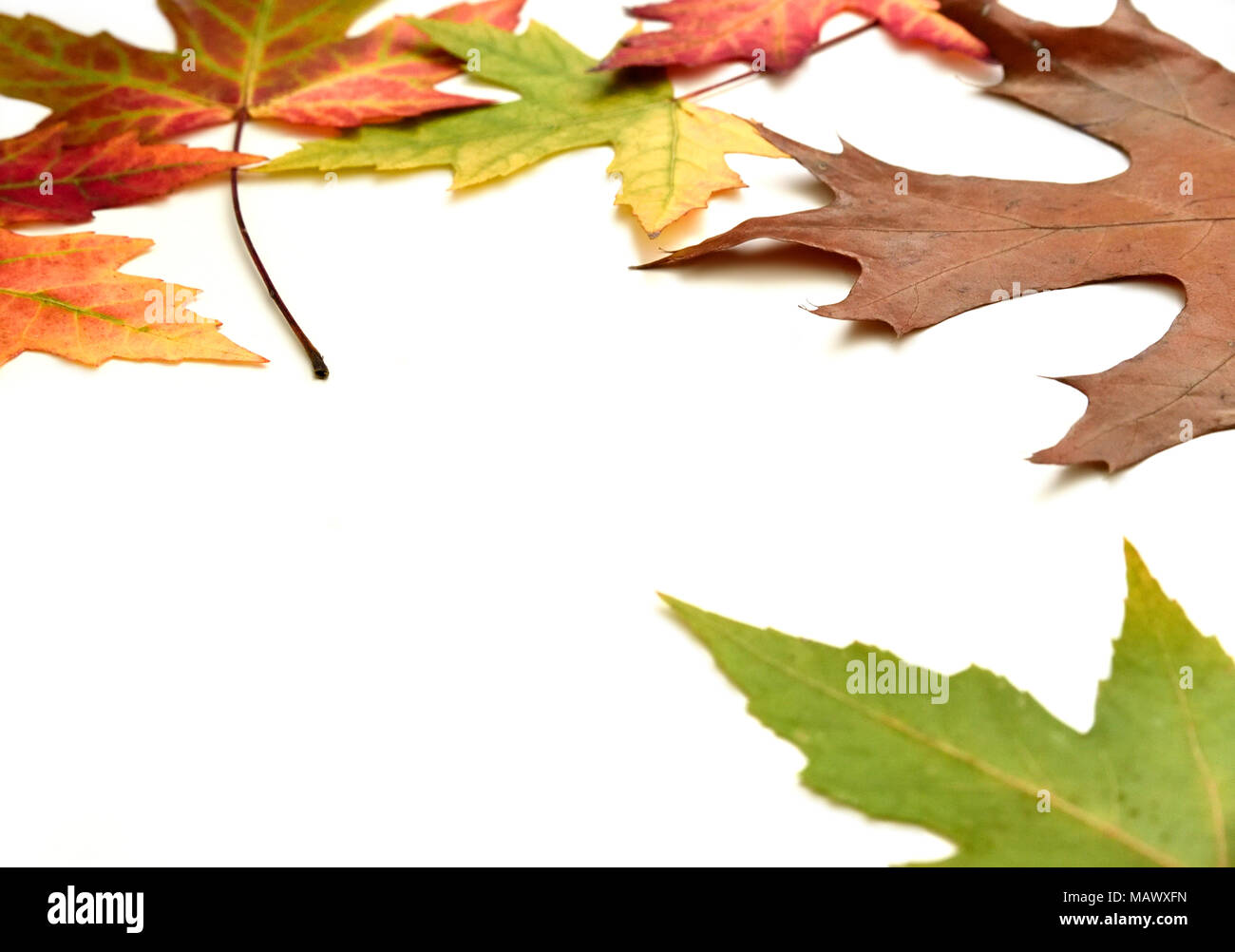 Autumn leaves arrangement, isolated on white background with copy space ...