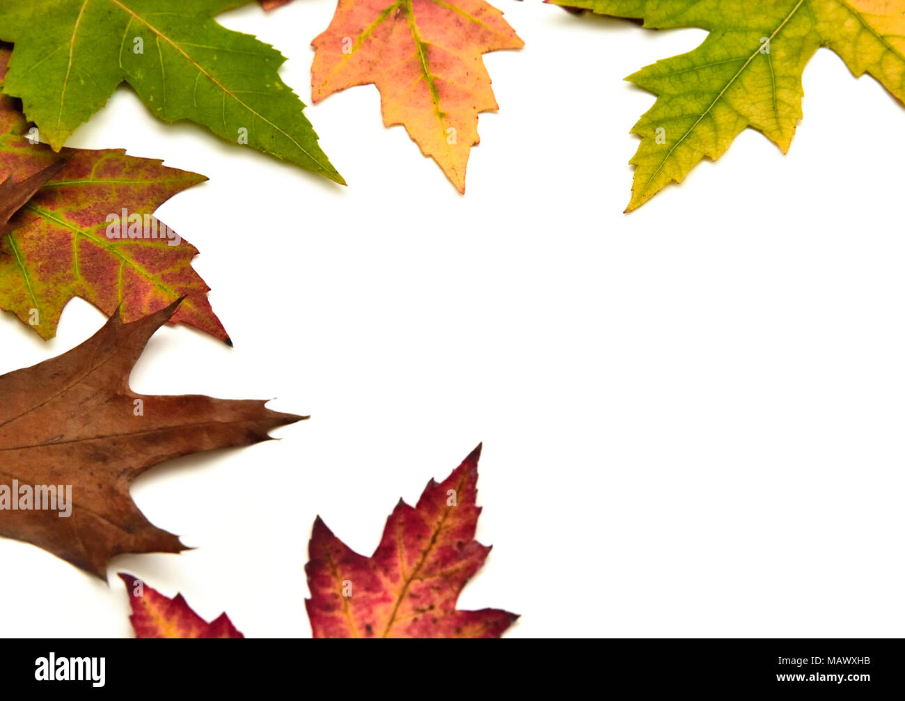 Autumn leaves arrangement, isolated on white background with copy space ...