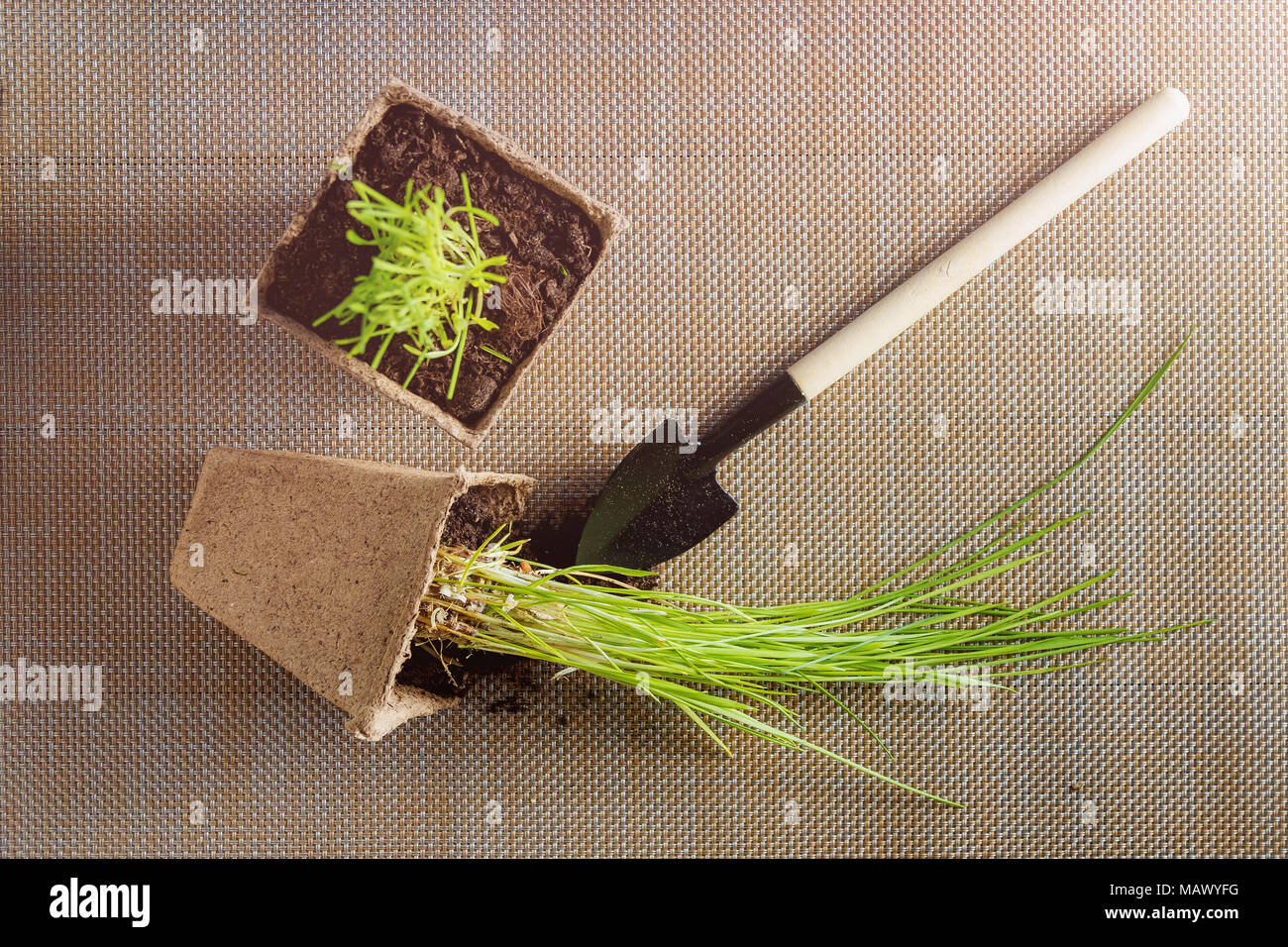 Preparing for Seasonal Transplantation of Plant. Product Still Life Image. Planting in Garden Concept. Top View, Stock Photo