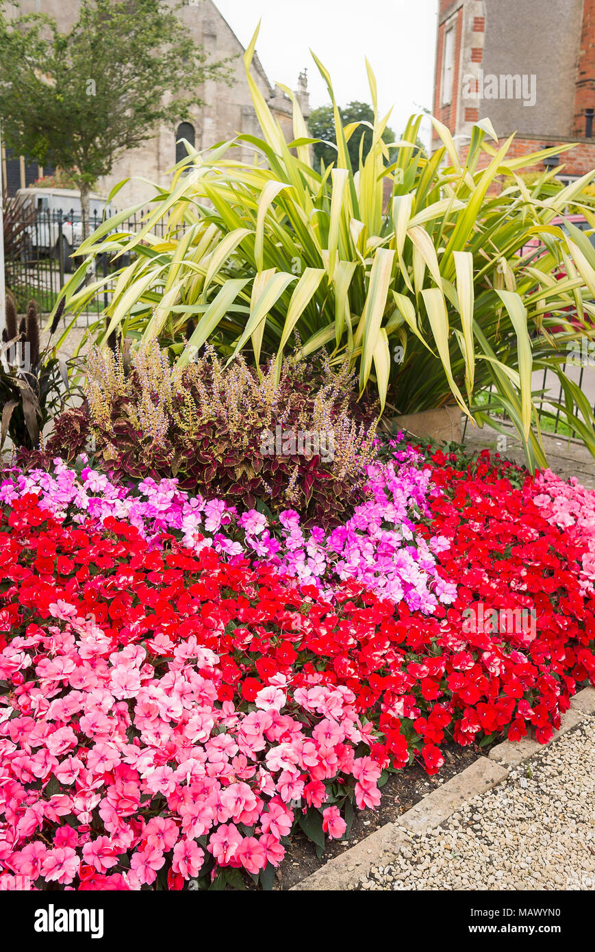 Pink and red low-growing bedding begonias in a small civic garden in Wiltshire UK Stock Photo