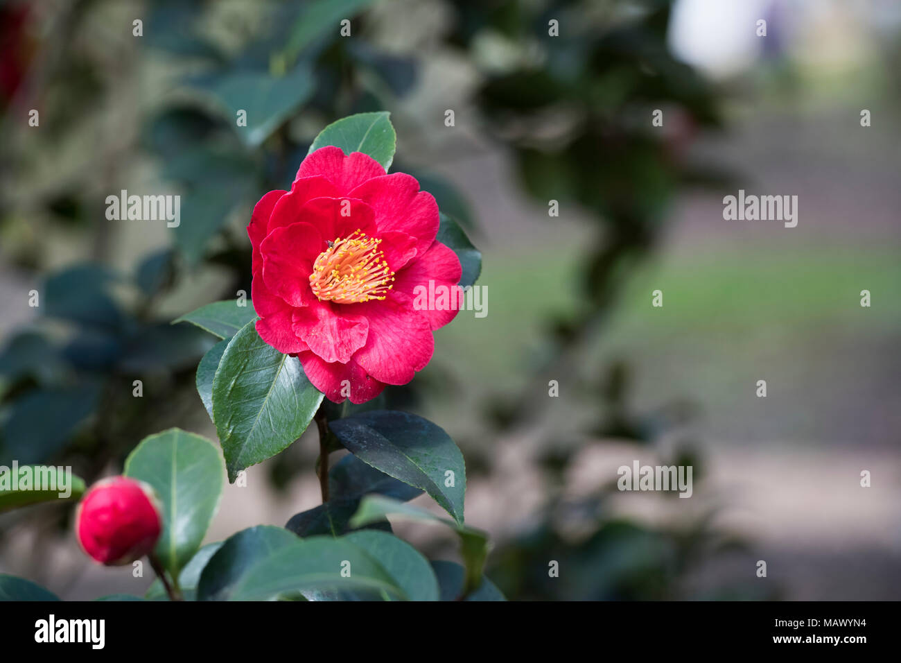 Camellia japonica ‘Alexander hunter’ flower in march. UK Stock Photo