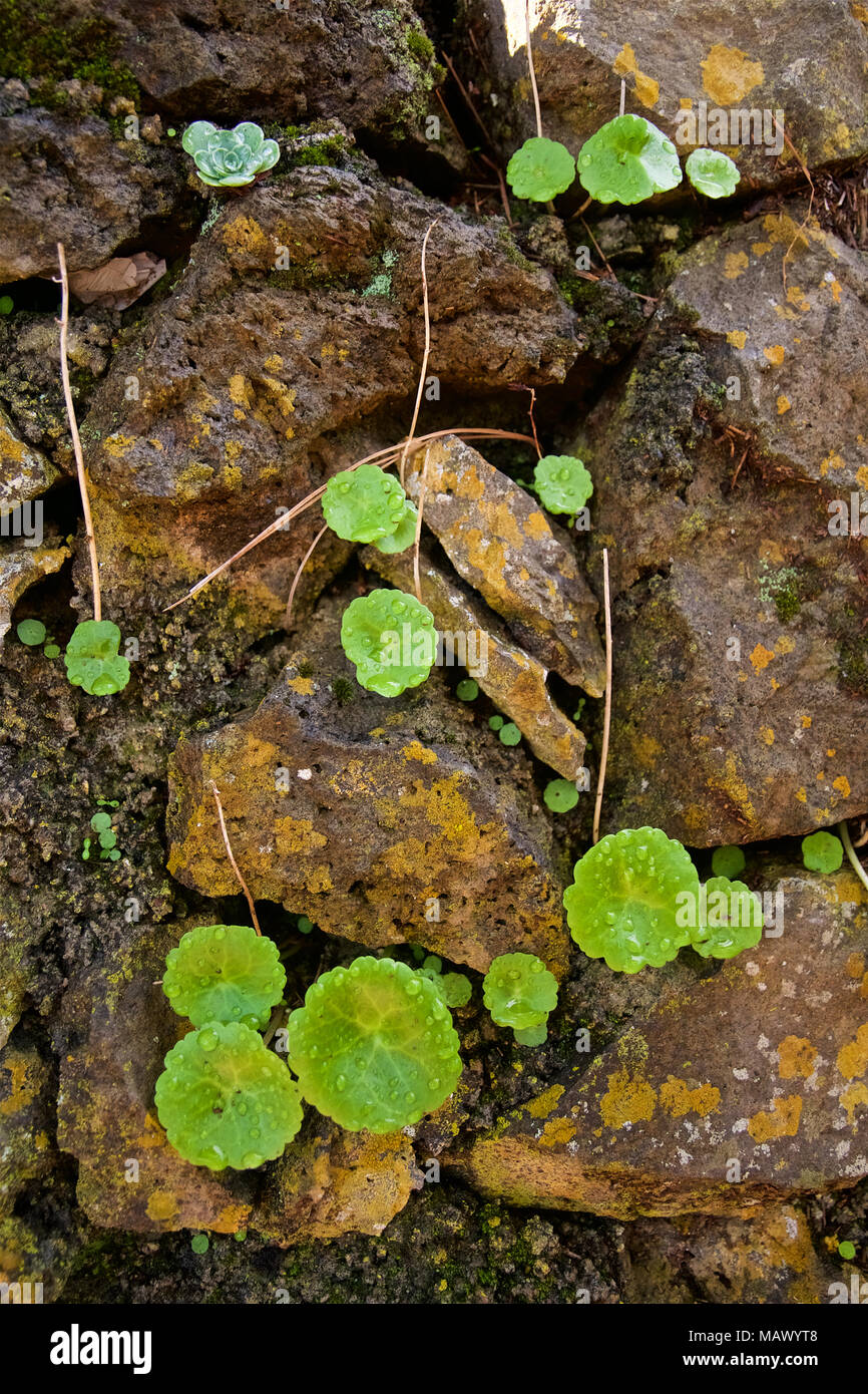 Close-up view of a small navelwort (Umbilicus rupestris) plant within a stone wall (El Hierro, Canary Islands, Spain) Stock Photo