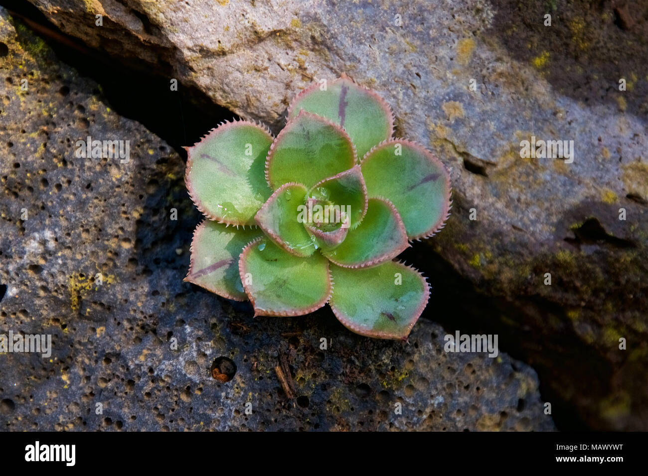Close-up view of a small tree houseleek (Aeonium sp.) plant within a stone wall (El Hierro, Canary Islands, Spain) Stock Photo